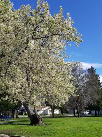 Reginald Renfree Park - Sacramento, CA