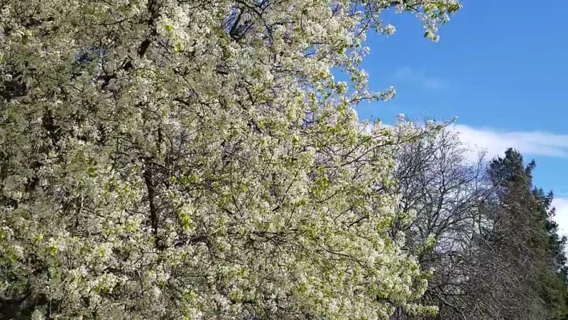 Reginald Renfree Park - Sacramento, CA