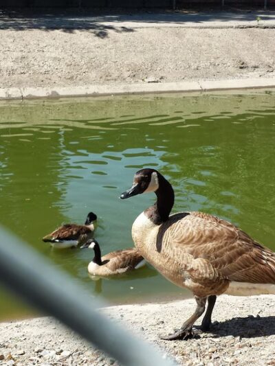 Reginald Renfree Park - Sacramento, CA