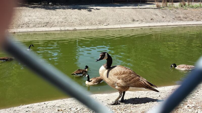 Reginald Renfree Park - Sacramento, CA