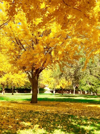 Sojourner Truth Park - Sacramento, CA