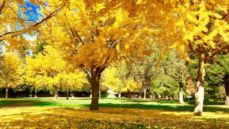 Sojourner Truth Park - Sacramento, CA