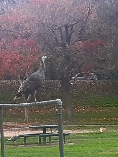 University Park - Sacramento, CA