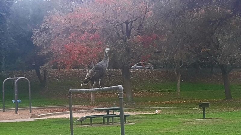 University Park - Sacramento, CA