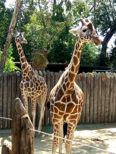 William Land Regional Park - Sacramento, CA