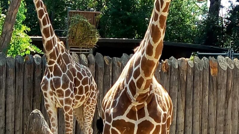 William Land Regional Park - Sacramento, CA
