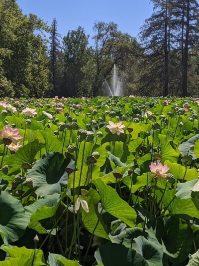 William Land Regional Park - Sacramento, CA