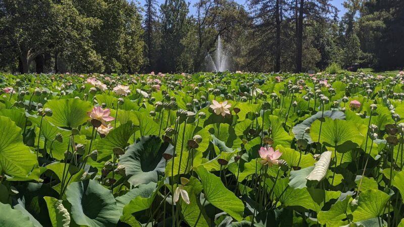 William Land Regional Park - Sacramento, CA