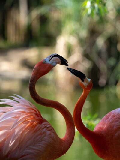 William Land Regional Park - Sacramento, CA