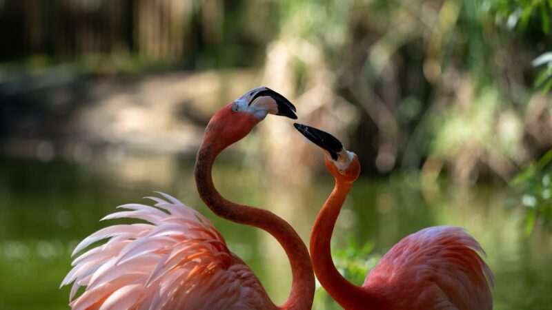 William Land Regional Park - Sacramento, CA