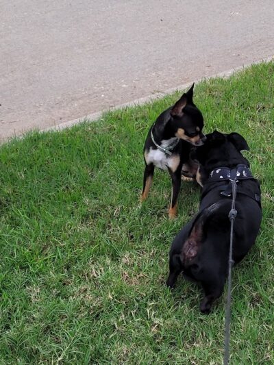 Highland Station Park - Saginaw, TX