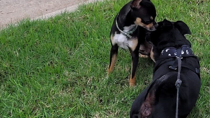 Highland Station Park - Saginaw, TX