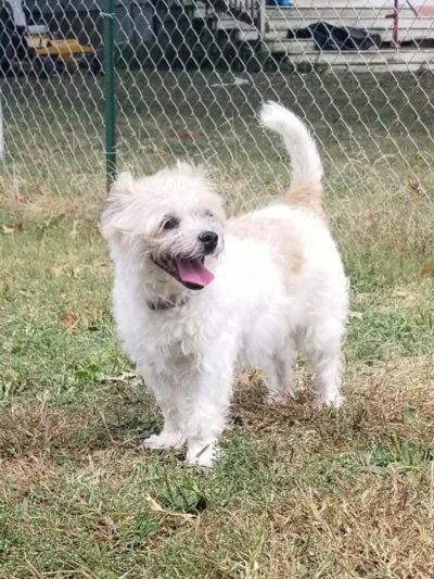 Dana's Dogs LLC - Salem, IA