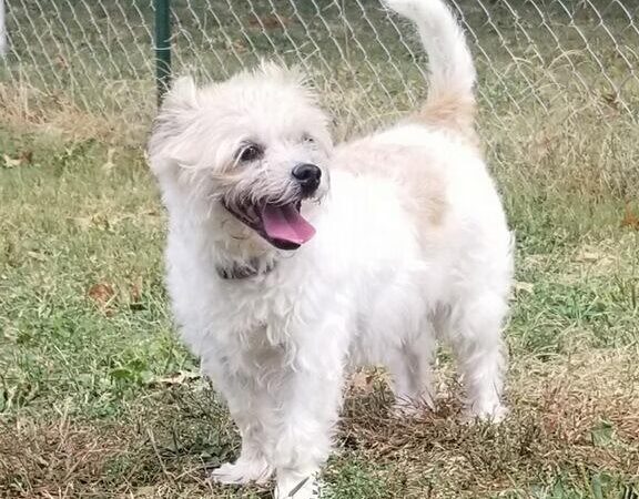 Dana's Dogs LLC - Salem, IA