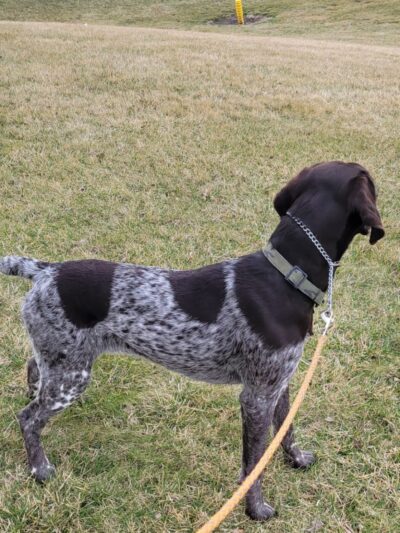 Dana's Dogs LLC - Salem, IA