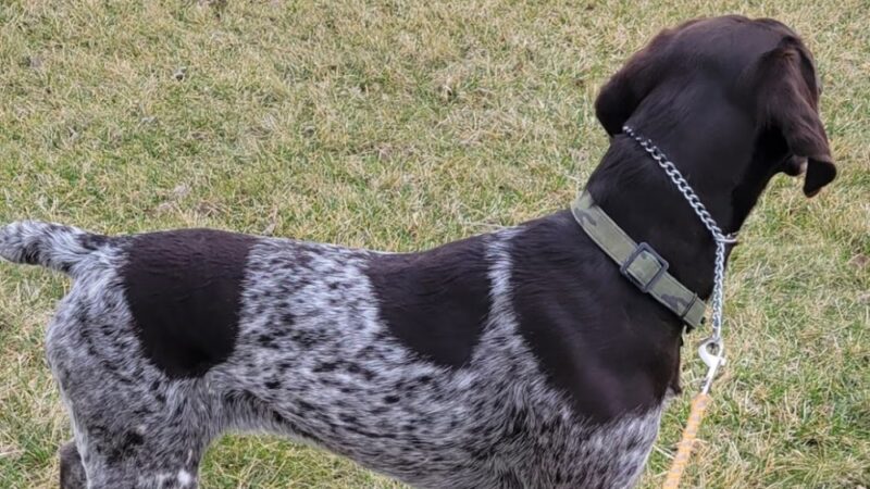 Dana's Dogs LLC - Salem, IA