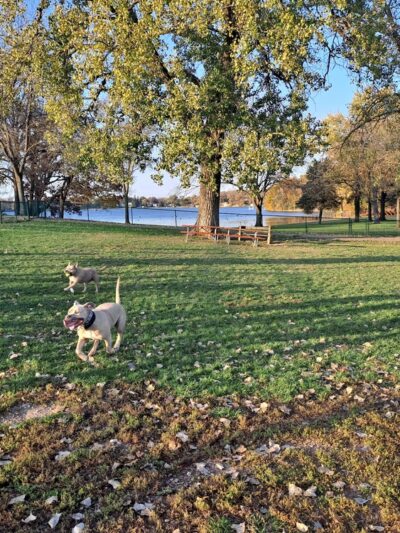 Harris Family Dog Park - Salem Lakes, WI