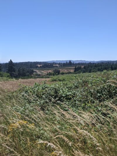 Bonesteele County Park - Salem, OR