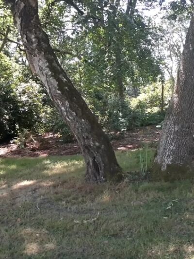 Bush's Pasture Park - Salem, OR