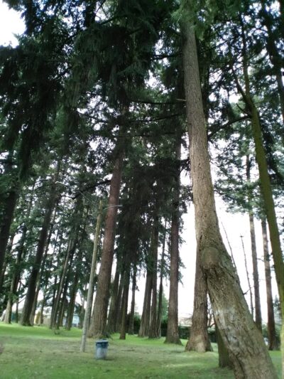 Denny Park - Salem, OR