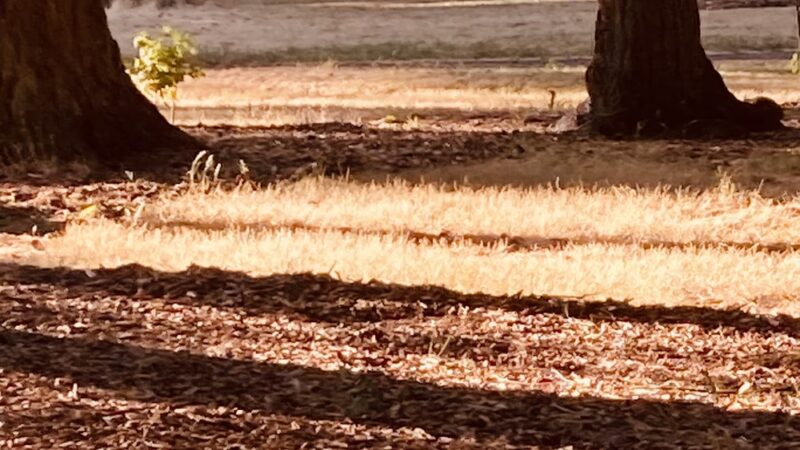 Englewood Park - Salem, OR