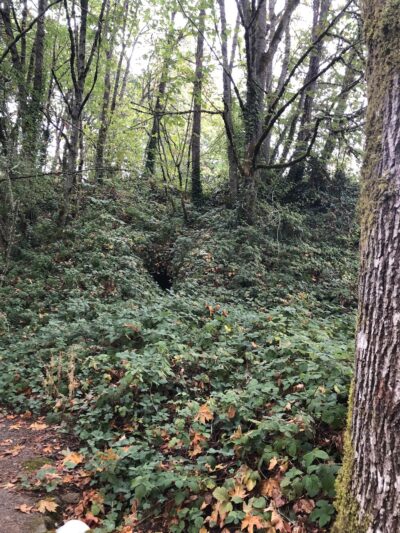 Fairmount City Park - Salem, OR