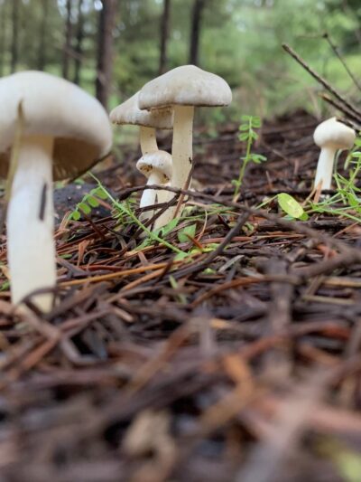 Hilfiker park - Salem, OR