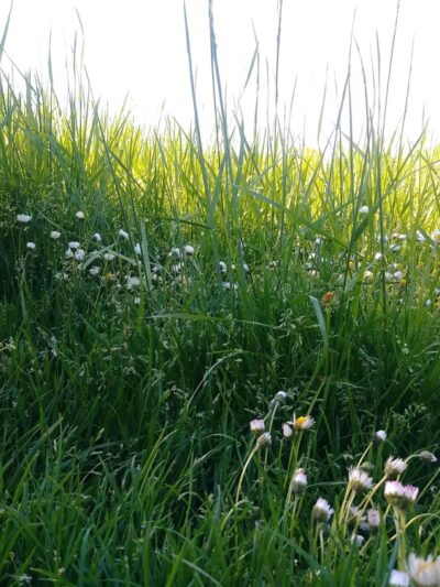 McKay City Park - Salem, OR
