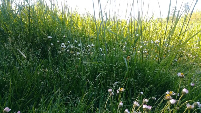 McKay City Park - Salem, OR