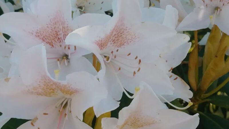 McKay City Park - Salem, OR
