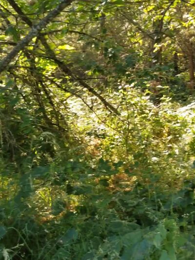 Minto-Brown Island Park - Salem, OR