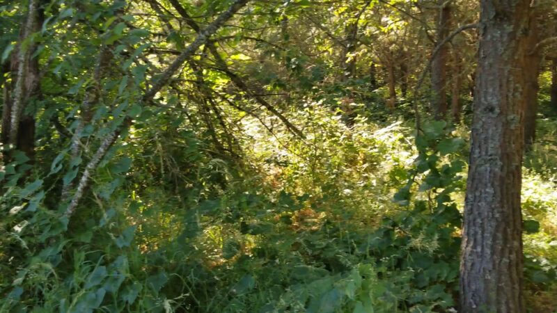 Minto-Brown Island Park - Salem, OR