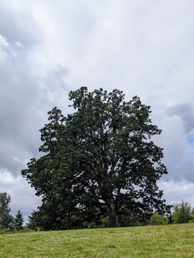 Orchard Heights Park - Salem, OR