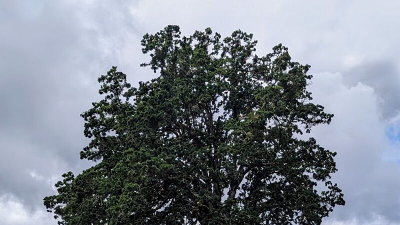 Orchard Heights Park - Salem, OR