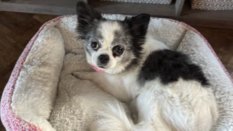 The Dog Bark - Salem, OR