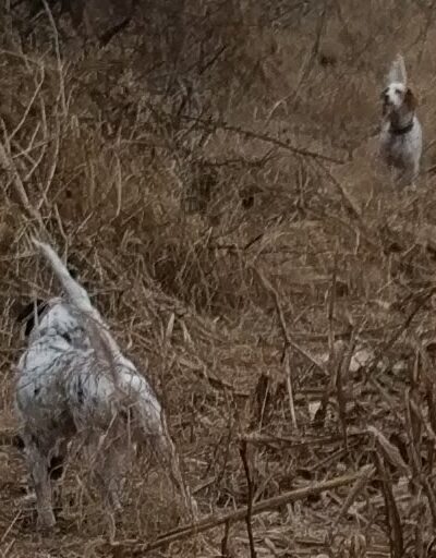 Big Red Game Birds - Salix, IA