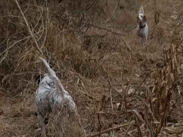 Big Red Game Birds - Salix, IA