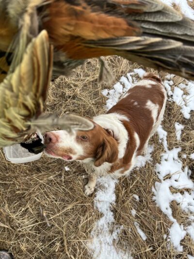 Big Red Game Birds - Salix, IA