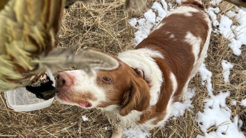 Big Red Game Birds - Salix, IA