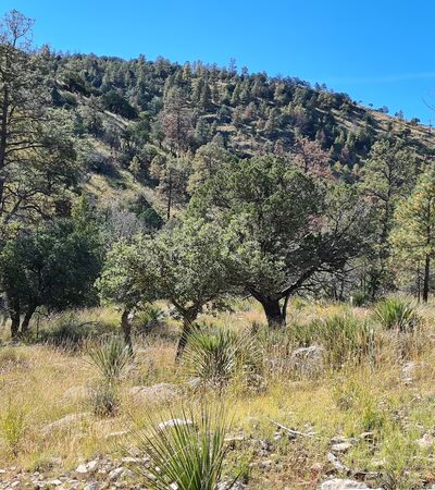 Dog Canyon Campground - Salt Flat, TX