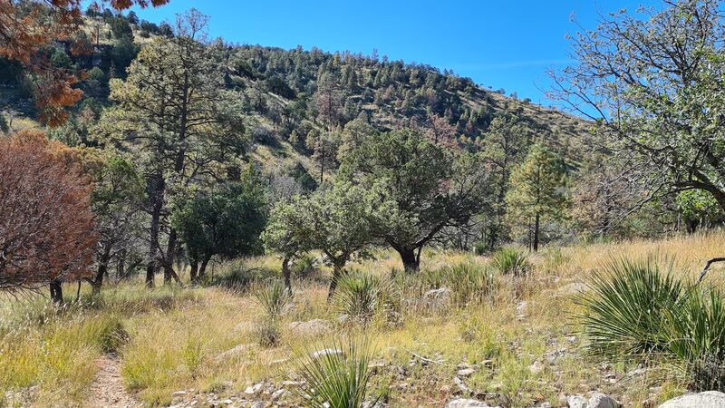 Dog Canyon Campground - Salt Flat, TX