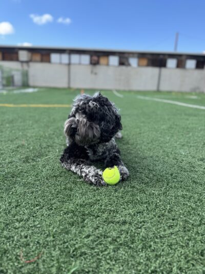 PupTub Club - Salt Lake City, UT