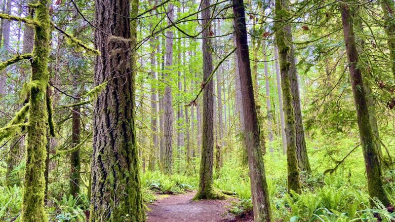Beaver Lake Park - Sammamish, WA