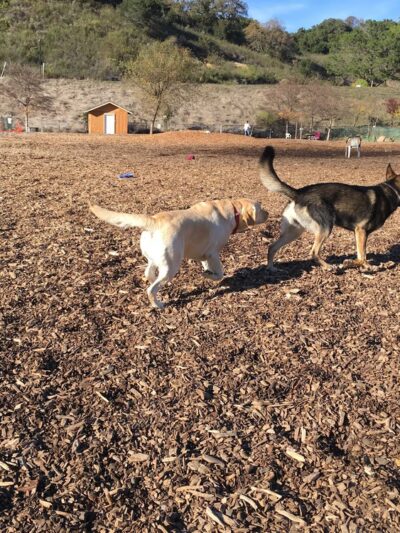 Red Hill Community Park - San Anselmo, CA