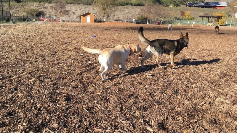 Red Hill Community Park - San Anselmo, CA