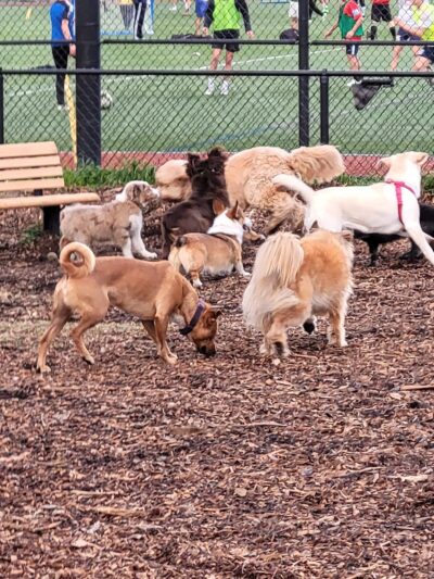 Red Hill Community Park - San Anselmo, CA