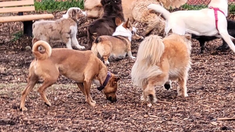 Red Hill Community Park - San Anselmo, CA