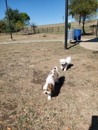 Dog Park - San Antonio, TX