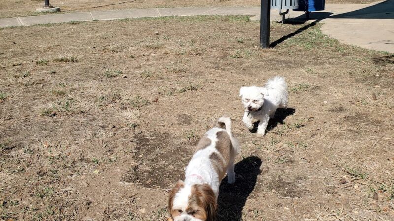Dog Park - San Antonio, TX