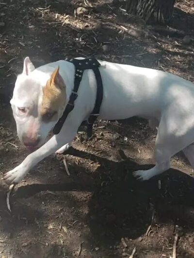 Dog Park - San Antonio, TX